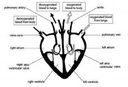 Grade 8 Biology by Shahanara Begum