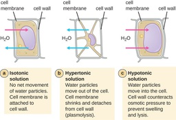 Definition of Plasmolysis.